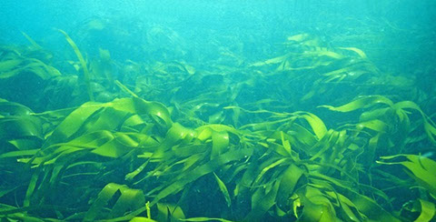 Les Omega 3 issus des algues